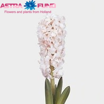 Hyacinthus orientalis 'Apricot Passion' photo