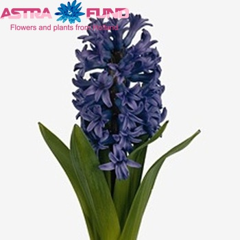 Hyacinthus orientalis 'Atlantic' photo