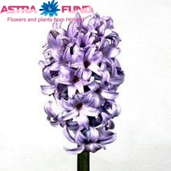 Hyacinthus orientalis 'Blue Giant' photo