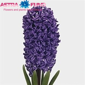 Hyacinthus orientalis 'Blue Jacket' photo
