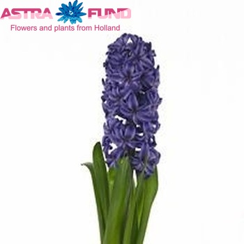 Hyacinthus orientalis 'Blue Ocean' photo