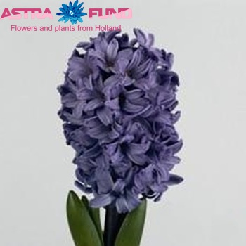 Hyacinthus orientalis 'Blue Star' photo
