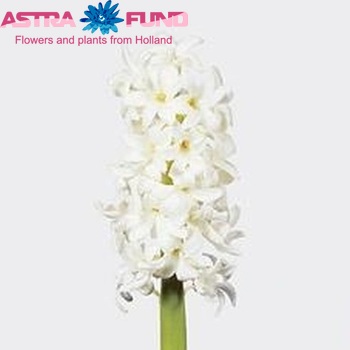 Hyacinthus orientalis 'Carnegie' Foto