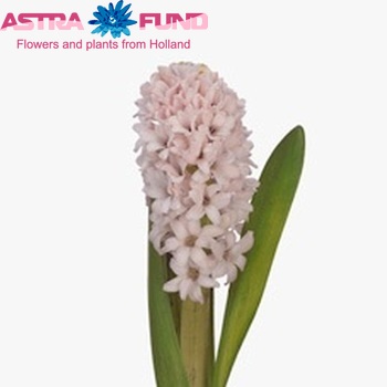 Hyacinthus orientalis 'China Pink' Foto