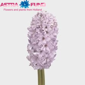 Hyacinthus orientalis 'City of Bradford' Foto