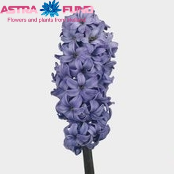 Hyacinthus orientalis 'Delft Blue' fotografija