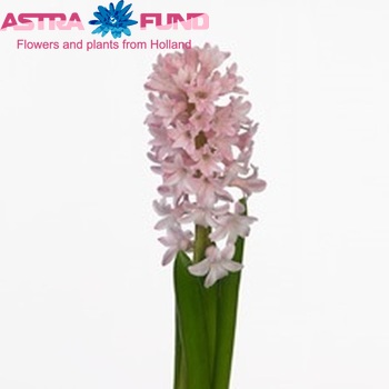 Hyacinthus orientalis 'Fondant' fotografija