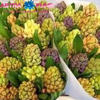 Hyacinthus orientalis gemengd Foto