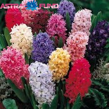 Hyacinthus orientalis gemengd 3 kleuren Foto