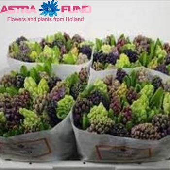 Hyacinthus orientalis gemengd in fust Foto