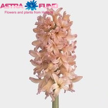 Hyacinthus orientalis 'Gipsy Queen' Foto