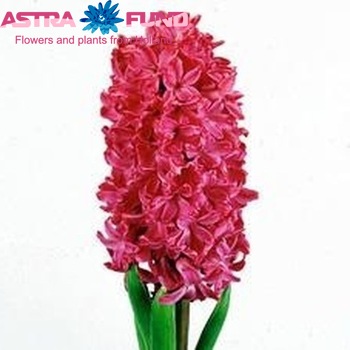 Hyacinthus orientalis 'Jan Bos' Foto