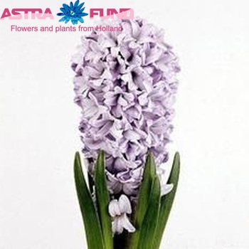 Hyacinthus orientalis 'Koh-I-Noor' Foto