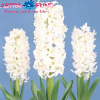 Hyacinthus orientalis 'l'Innocence' Foto