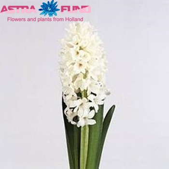 Hyacinthus orientalis 'Louvre' Foto