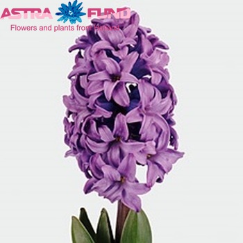 Hyacinthus orientalis 'Minos' Foto