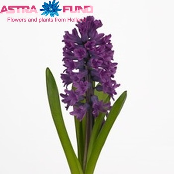 Hyacinthus orientalis 'Miss Saigon' Foto
