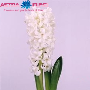 Hyacinthus orientalis 'Mont Blanc' Foto