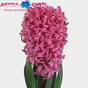 Hyacinthus orientalis 'Pink Pearl' photo