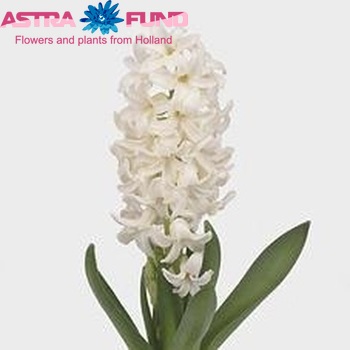Hyacinthus orientalis 'Polar Giant' photo
