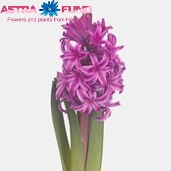 Hyacinthus orientalis 'Purple Sensation' photo