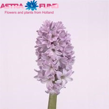 Hyacinthus orientalis 'Purple Star' photo