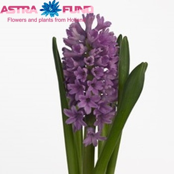 Hyacinthus orientalis 'Purple Voice' photo
