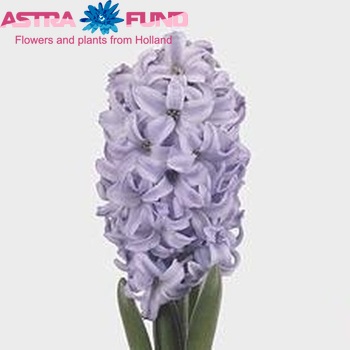 Hyacinthus orientalis 'Sky Jacket' photo