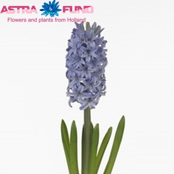 Hyacinthus orientalis 'Skyline' zdjęcie