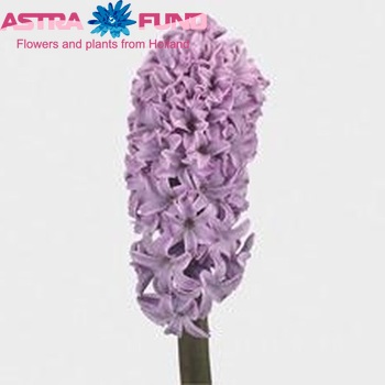 Hyacinthus orientalis 'Splendid Cornelia' zdjęcie