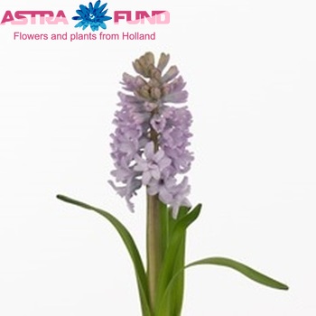 Hyacinthus orientalis 'Top Hit' zdjęcie