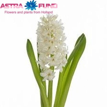 Hyacinthus orientalis 'White King' zdjęcie