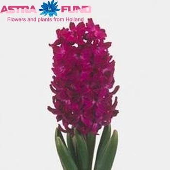 Hyacinthus orientalis 'Woodstock' zdjęcie