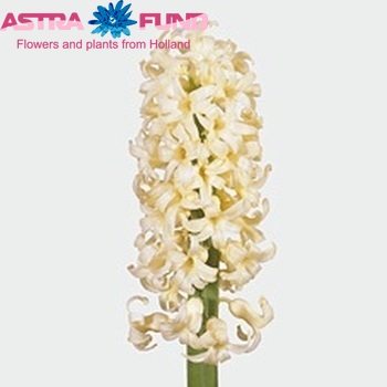 Hyacinthus orientalis Yellow Baby zdjęcie