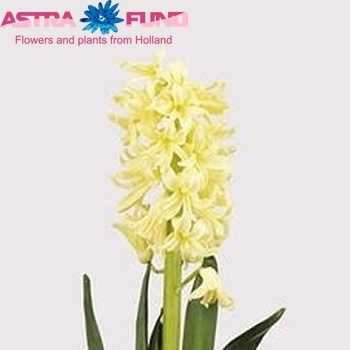 Hyacinthus orientalis 'Yellow Queen' zdjęcie