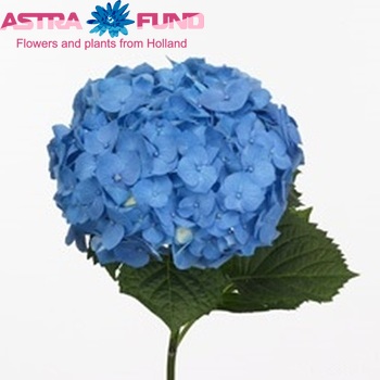 Hydrangea macrophylla 'Bela' (blauw) fotó