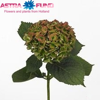 Hydrangea macrophylla 'Bela' (classic) fotó