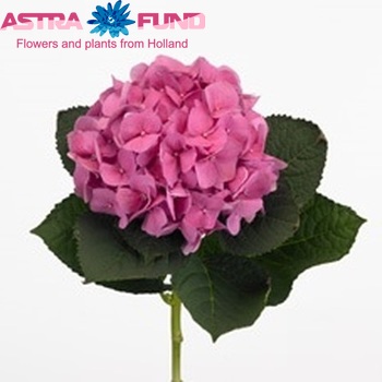 Hydrangea macrophylla 'Bela' (roze) fotó