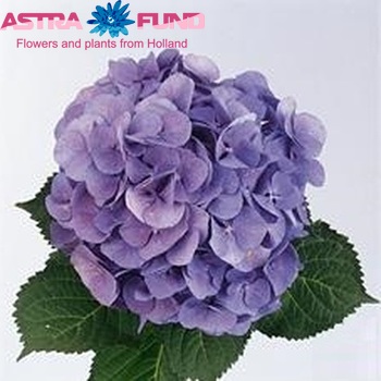 Hydrangea macrophylla Berliner Spree fotó