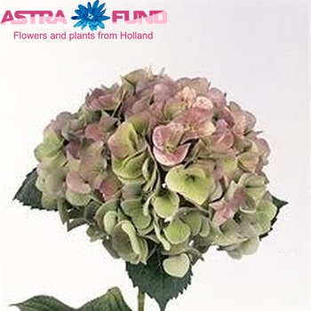 Hydrangea macrophylla Berliner Spree (classic) fotó
