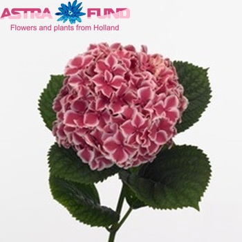 Hydrangea macrophylla 'Bi-Colour' fotó