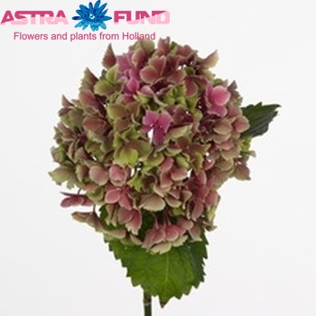 Hydrangea macrophylla 'Bi-Colour' (classic) fotó