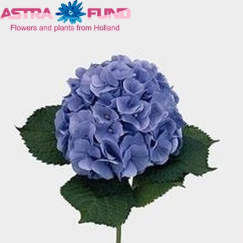 Hydrangea macrophylla 'Bodensee' (blauw) fotó