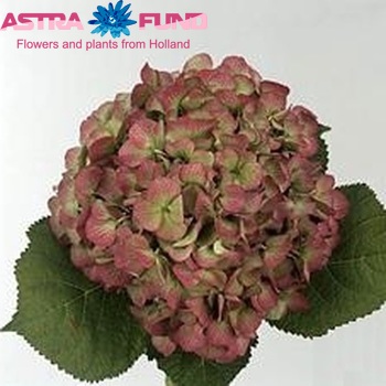 Hydrangea macrophylla 'Bodensee' (classic) fotó