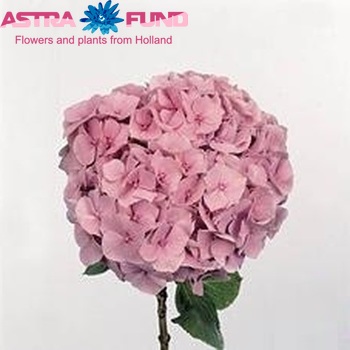 Hydrangea macrophylla 'Bodensee' (roze) fotografie