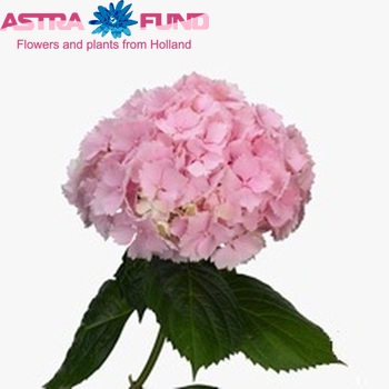 Hydrangea macrophylla 'Bodine' fotografie