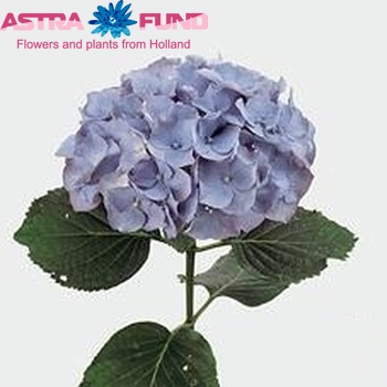 Hydrangea macrophylla 'Challenge' (blauw) fotografie