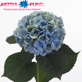 Hydrangea macrophylla 'Challenge' (classic donker paars) fotografie