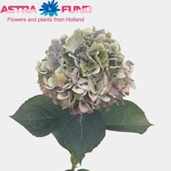 Hydrangea macrophylla 'Challenge' (classic) fotografie