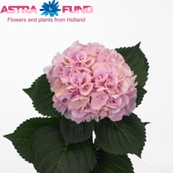 Hydrangea macrophylla 'Cinderella' fotografie